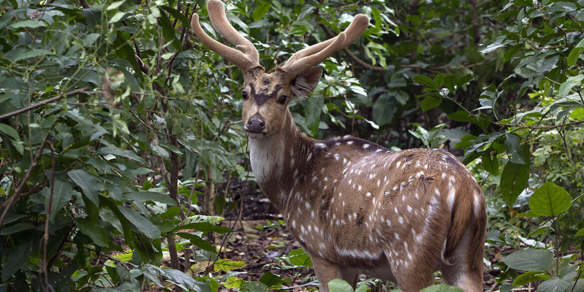 Barking deer